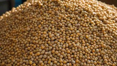 Bhavantar Scheme MP: सोयाबीन किसानों के लिए बड़ी राहत, भावान्तर योजना लागू करेगी सरकार