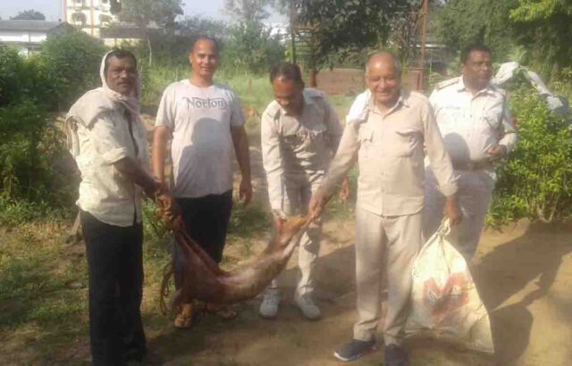 Betul News : इंडस्ट्रियल एरिया में आया हिरण, ग्रामीणों ने बचाया कुत्तों से