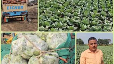 Patta Gobhi Ki Kheti : पत्ता गोभी की एक ही फसल से बचा रहे 25 लाख