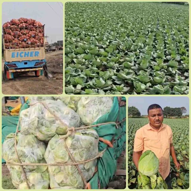 Patta Gobhi Ki Kheti : पत्ता गोभी की एक ही फसल से बचा रहे 25 लाख