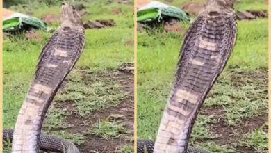 King Cobra Video : किंग कोबरा का देखा नहीं होगा ऐसा अंदाज, हो जाएंगे हैरान