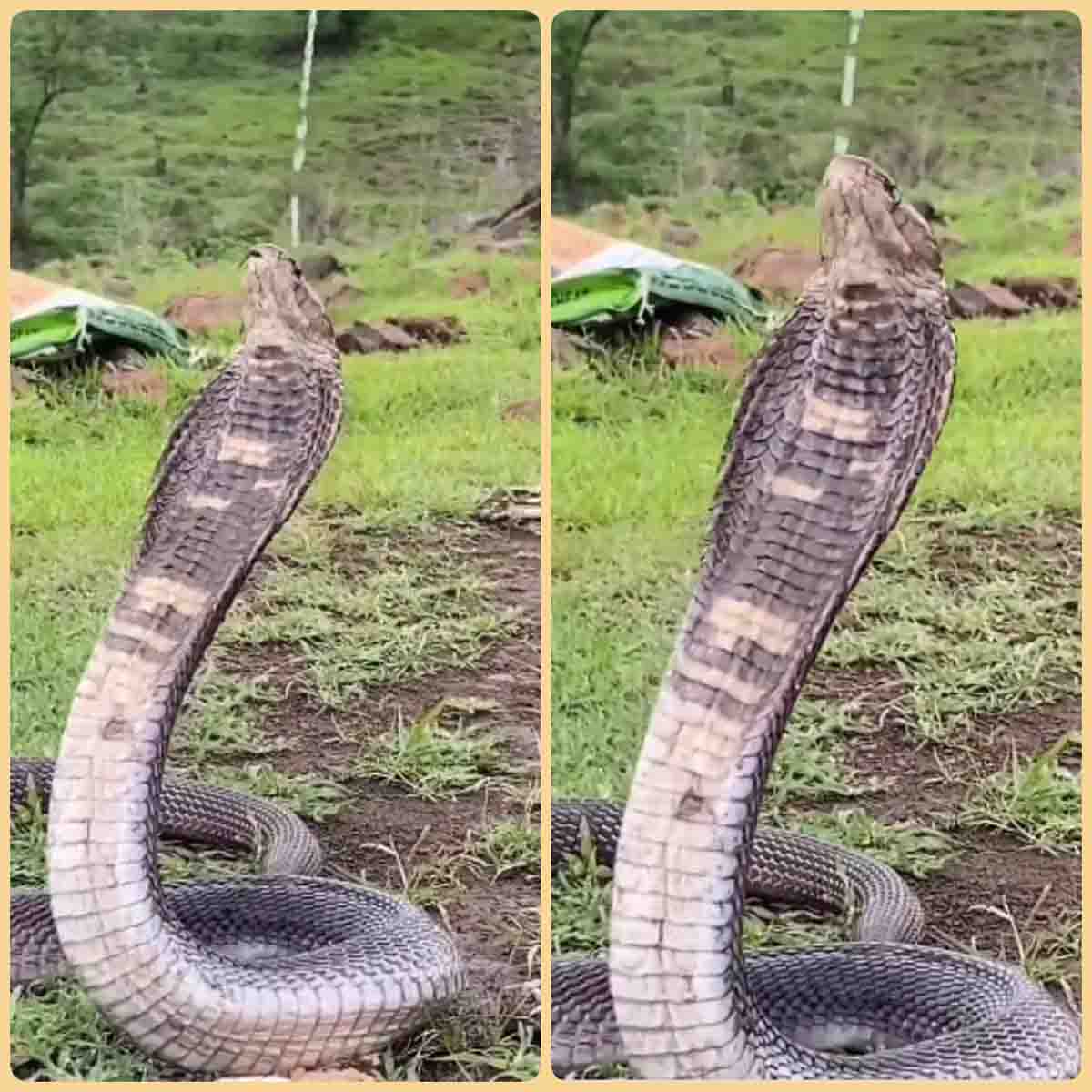 King Cobra Video : किंग कोबरा का देखा नहीं होगा ऐसा अंदाज, हो जाएंगे हैरान