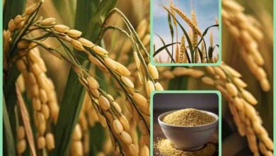 MP Uparjan News 2024 : धान, ज्वार और बाजरा उपार्जन के लिए ऐसे होगा मात्रा का निर्धारण, गाइड लाइन जारी