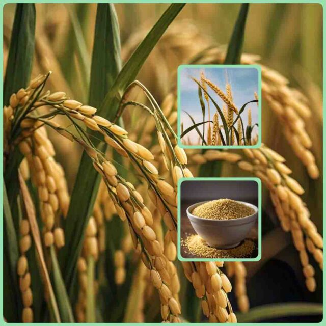 MP Uparjan News 2024 : धान, ज्वार और बाजरा उपार्जन के लिए ऐसे होगा मात्रा का निर्धारण, गाइड लाइन जारी