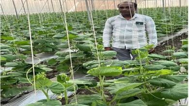 Protected Cultivation : पारंपरिक खेती छोड़ फलों और सब्जी की खेती अपनाई तो अब खेल रहे लाखों में