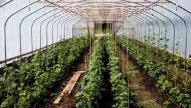 Poly house farming : 16.88 लाख का मिला अनुदान, लगाया पॉली हाउस, एक साल में कमाया 14 लाख का मुनाफा