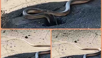 Sanp Ka Video : सांप ने पहली बार किया यह काम, वीडियो देख लोग हैरान