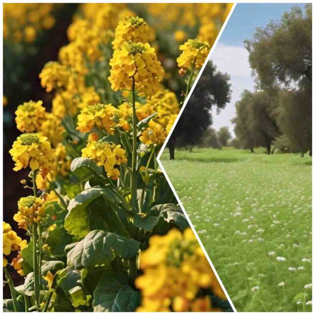 Kheti Tips : सरसो और चने को कीटों से बचाने बुआई से पहले करें यह काम