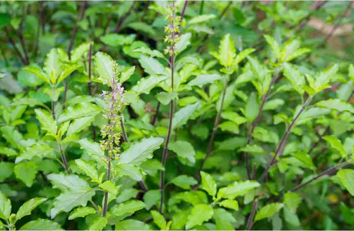 Tulsi ke gun : पवित्र ही नहीं तुलसी के पौधे में होते हैं प्रचुर औषधीय गुण भी, देता है स्वास्थ्य लाभ