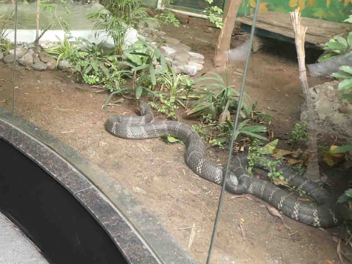 King Cobra: एमपी के इस प्राणी संग्रहालय में छोड़ा गया किंग कोबरा, पहले थी सिर्फ मादा, अब बढ़ेगा कुनबा