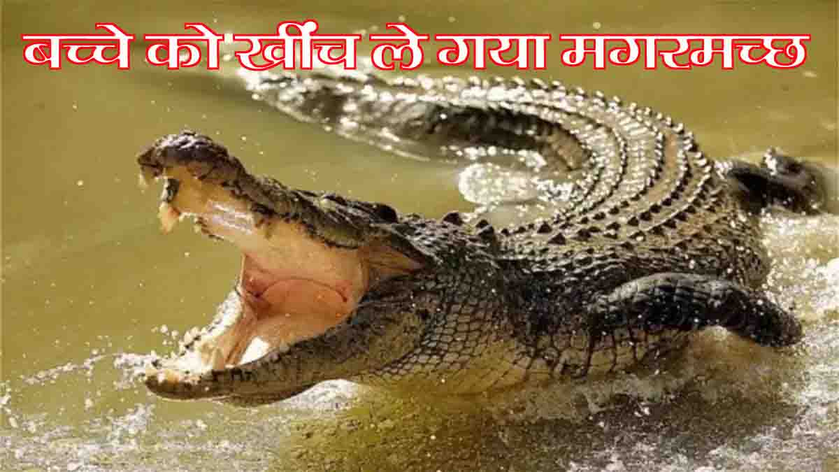 Boy dragged by crocodile in Gonda: भैंस नहला रहे बच्चे को नदी में खींच ले गया मगरमच्छ, वीडियो आया सामने