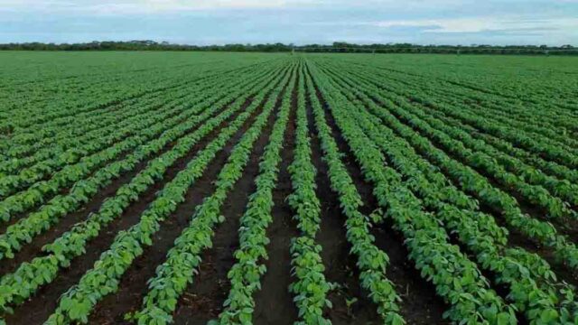 Kharif Crop Farming Tips: खरीफ सीजन में किसानों को कृषि विभाग की तकनीकी सलाह: अच्छी पैदावार के लिए अपनाएं ये उपाय