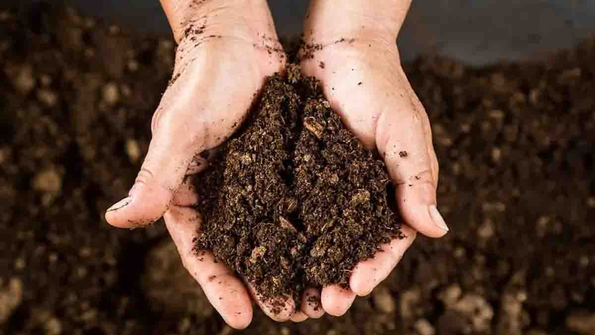 Soil Nutrient Deficiency Betul: बैतूल की मिट्टी में जिंक, सल्फर और नाइट्रोजन की भारी कमी, 70% सैंपल फेल