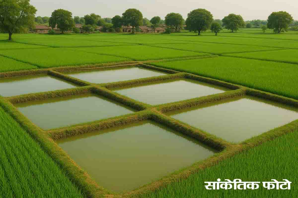 MP mini rice bowl Chopna: एमपी के इस गांव में हर किसान के पास निजी तालाब, धान का बंपर उत्पादन