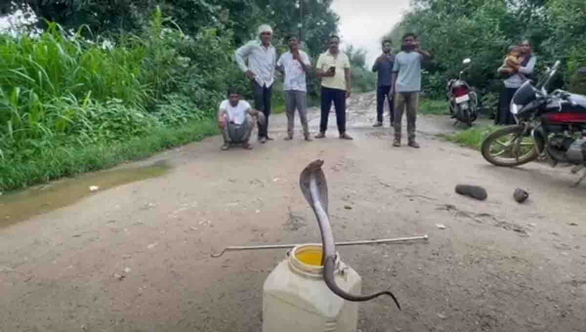 Betul Cobra Rescue: बैतूल में घर की छत पर घात लगाए बैठा था कोबरा, सर्पमित्र ने ऐसे किया रेस्क्यू