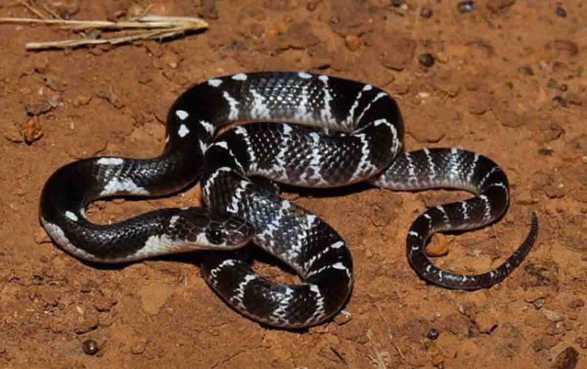 Most poisonous snake video: भारत का सबसे जहरीला सांप! कॉमन करैत की फुर्ती से कांपते हैं एक्सपर्ट