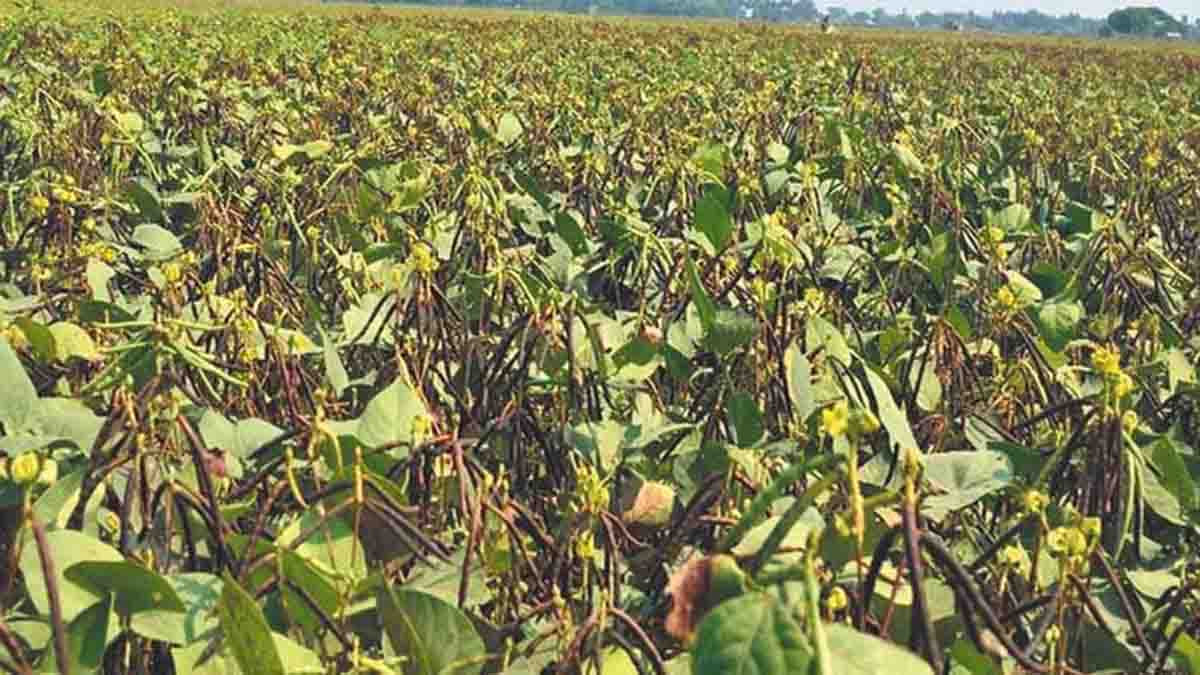 Crop Disease Management Betul