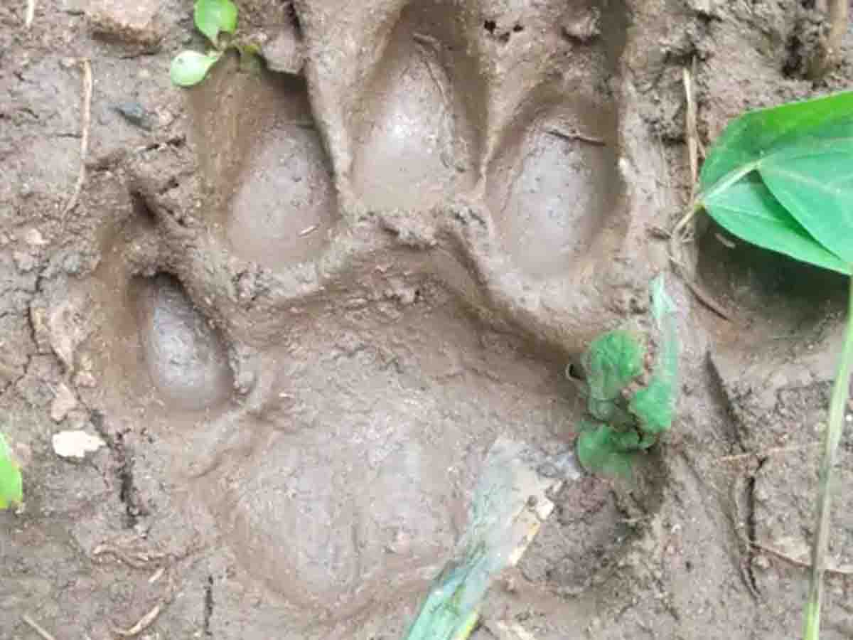 Tiger Movement Betul: बैतूल में टाइगर का मूवमेंट, मक्के के खेत तक पहुंचा बाघ, ग्रामीण दहशत में