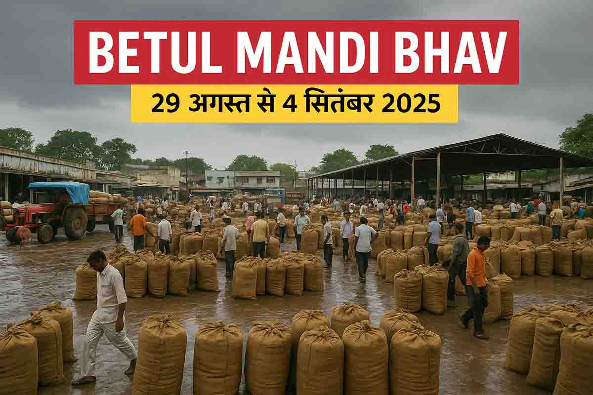 Betul Mandi Bhav: बैतूल मंडी में इन फसलों के दामों में रहा खासा उतार-चढ़ाव, अब नजर बाजार पर