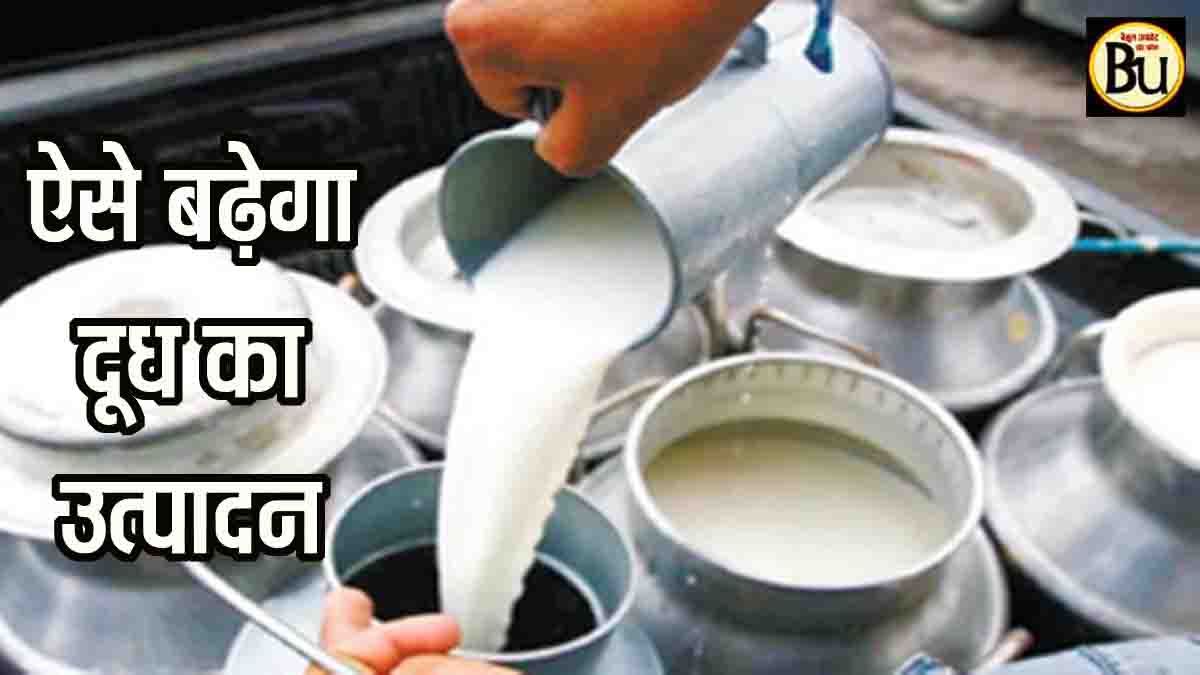 Mushroom waste milk production: मुफ्त का मशरूम वेस्ट बढ़ाएगा दूध का उत्पादन, गायों को रखेगा बीमारियों से दूर