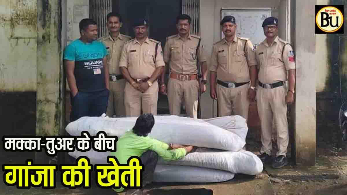 Betul ganja cultivation: बैतूल में पुलिस की बड़ी कार्रवाई, खेत से 1700 गांजा पौधे जब्त, आरोपी गिरफ्तार