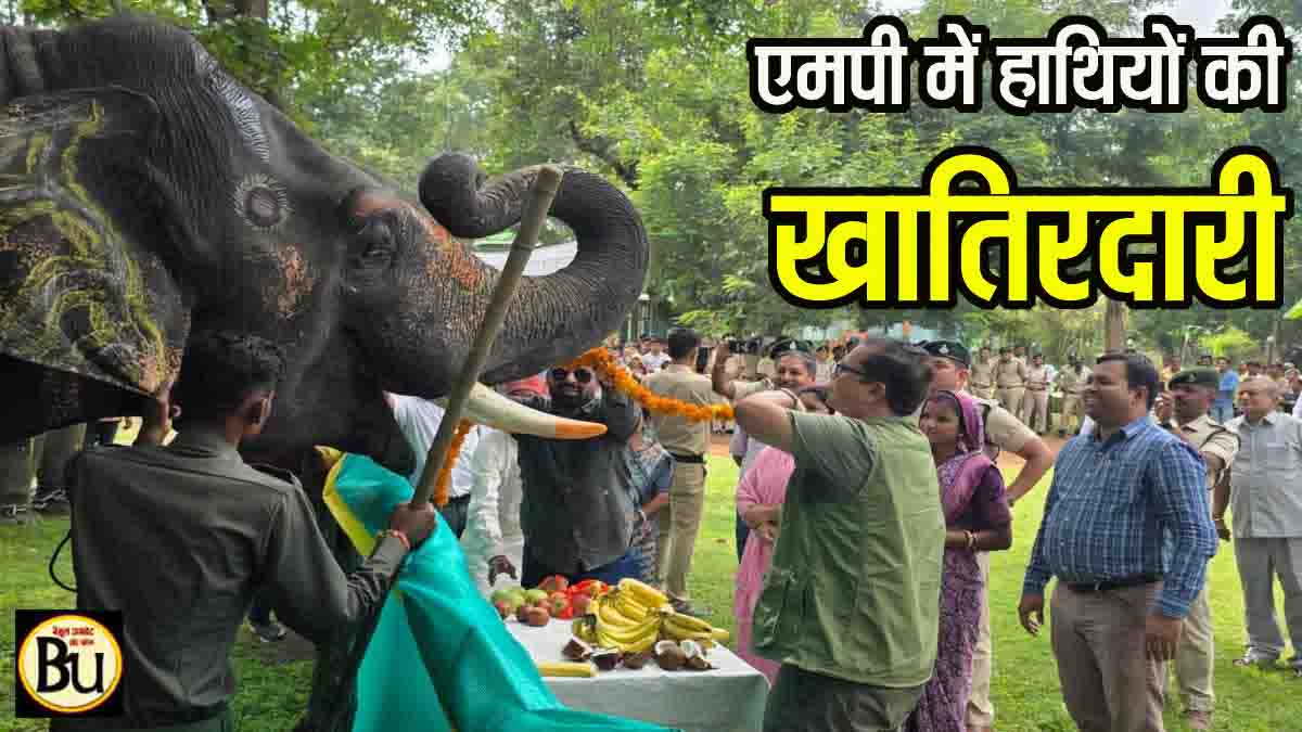 Hathi Mahotsav MP 2025: एमपी में चल रही हाथियों की खातिरदारी; रोज हो रहा मेकअप, खिलाए जा रहे मनपसंद व्यंजन