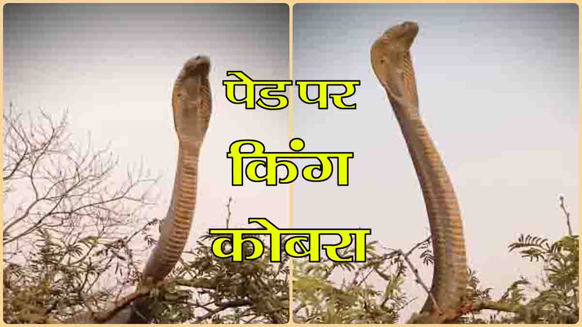 King Cobra Viral Video: पेड़ पर शाही अंदाज में नजर आया किंग कोबरा, नजारा देख कांप उठे लोग