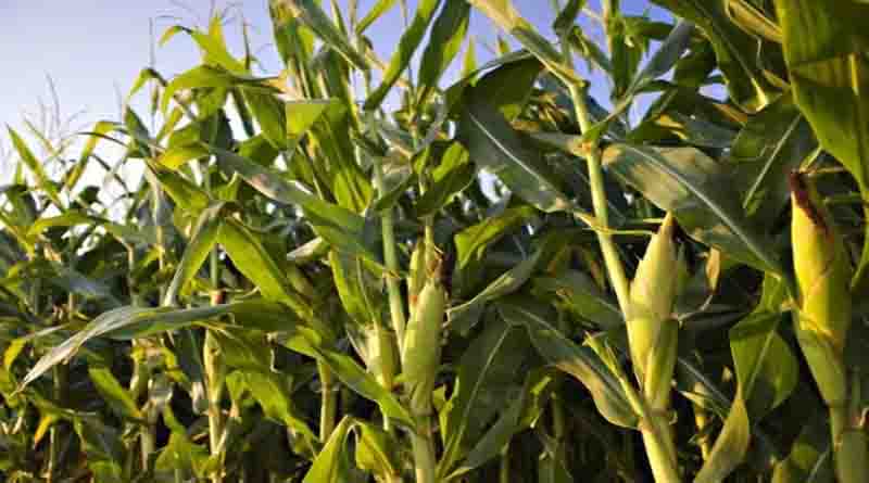 Crop Diseases Management: सोयाबीन-मक्का सहित अन्य फसलों पर मंडरा रहा खतरा, बचाव के लिए तुरंत उठाएं ये कदम