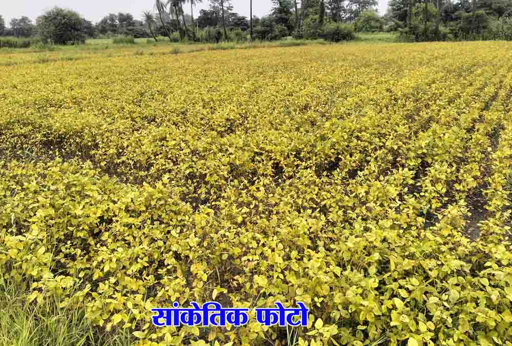 Crop Disease Management Betul: खेतों में पहुंचे अफसर, फसलों पर मिला रोगों का डेरा, बताए बचाव के उपाय