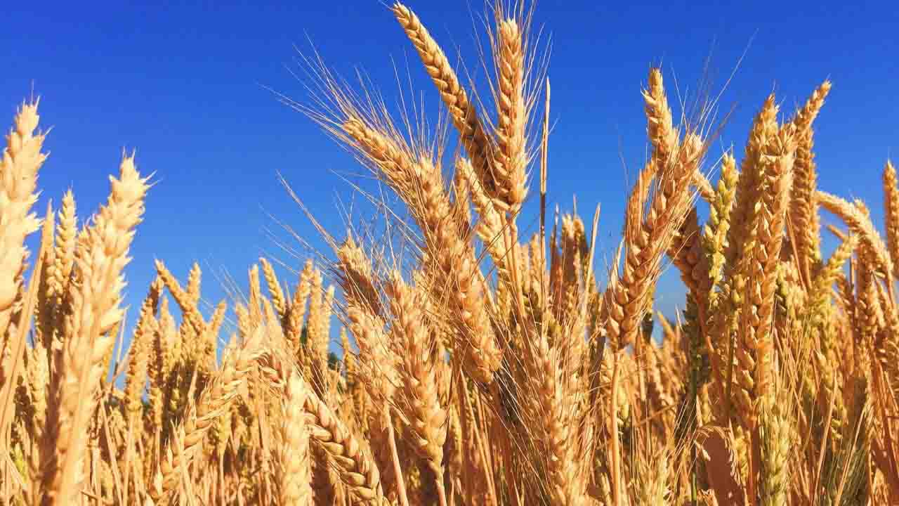Wheat Variety WH 1309: आ गई गेहूं की नई किस्म WH 1309, एक हेक्टेयर में 64 क्विंटल तक पैदावार, भीषण गर्मी का भी असर नहीं