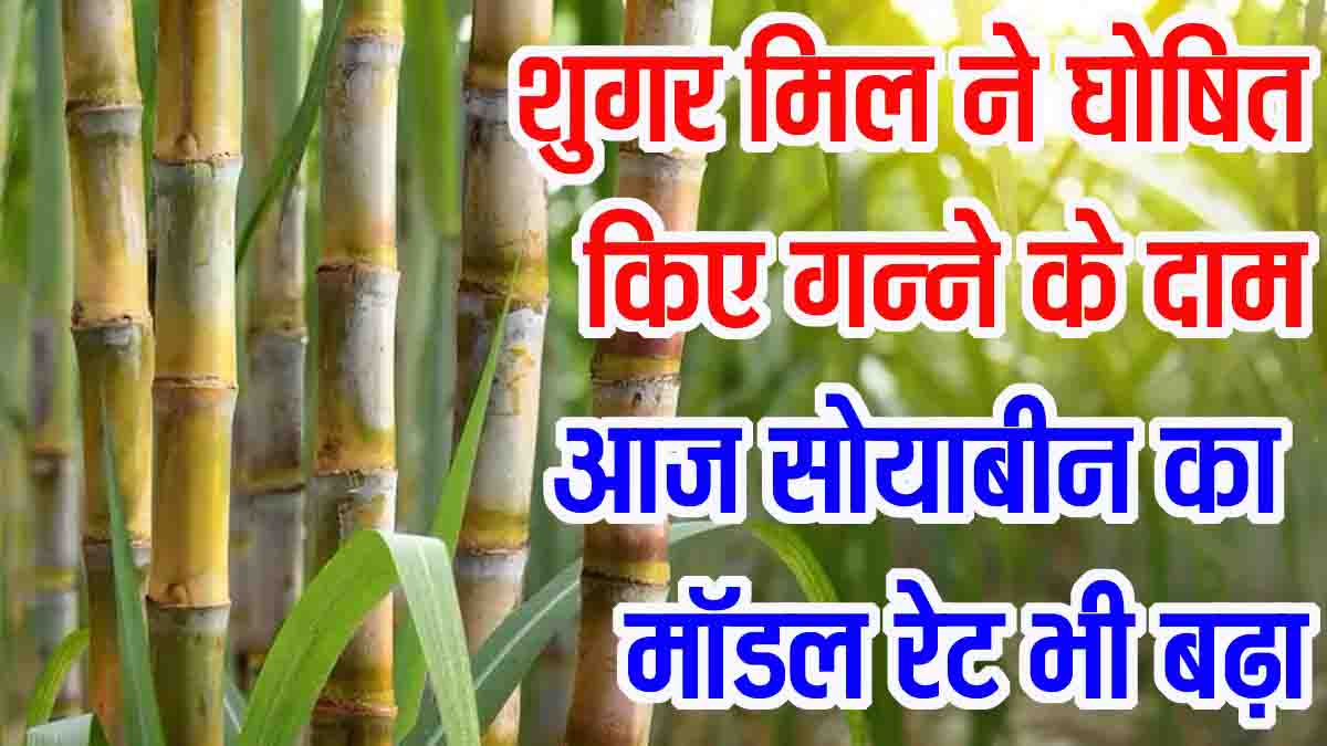Sugarcane Price 2025: किसानों के लिए खुशखबरी: गन्ना खरीदी 365 रु./क्विंटल से शुरू, सोयाबीन मॉडल रेट में भी बढ़ोतरी