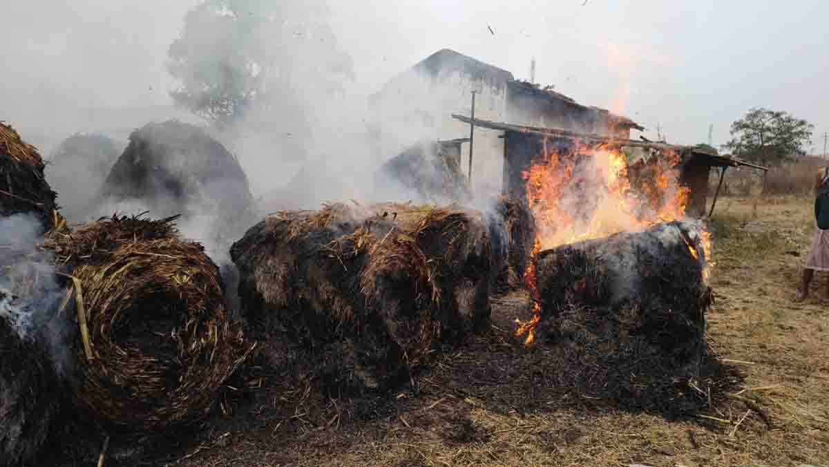 Sugarcane Dry Leaves Collection: खेतों से समेटी जा रहीं गन्ने की सूखी पत्तियां, जैविक खाद और मिट्टी की सेहत पर मंडराया खतरा