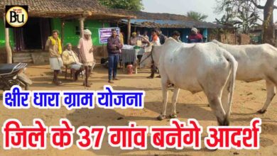 Kshir Dhara Gram Yojana: क्षीर धारा ग्राम योजना: बैतूल के 37 गांव बनेंगे आदर्श दुग्ध उत्पादन केंद्र, मिलेंगे उन्नत नस्ल के पशु