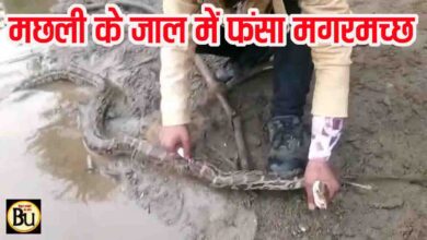 Betul Python Rescue: नदी किनारे जाल में फंसा सात फीट लंबा अजगर, सर्पमित्र ने किया मशक्कत के बाद रेस्क्यू, देखें वीडियो
