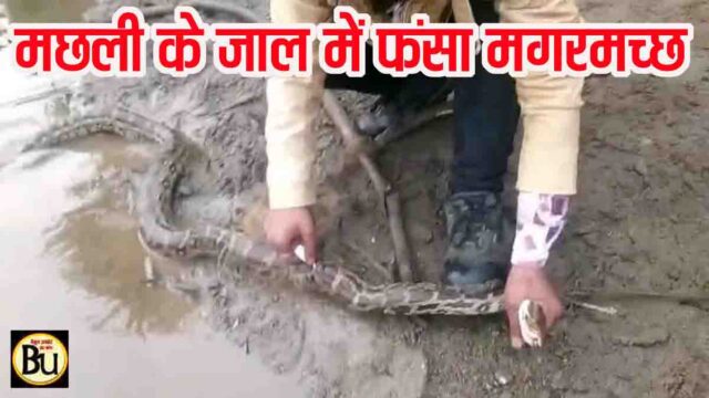 Betul Python Rescue: नदी किनारे जाल में फंसा सात फीट लंबा अजगर, सर्पमित्र ने किया मशक्कत के बाद रेस्क्यू, देखें वीडियो