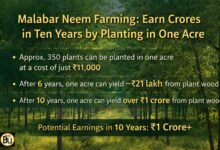 एक एकड़ में करोड़ों की खेती! Malabar Neem Farming से 10 साल में बन सकती है 1 करोड़ की संपत्ति