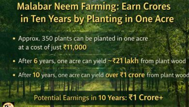एक एकड़ में करोड़ों की खेती! Malabar Neem Farming से 10 साल में बन सकती है 1 करोड़ की संपत्ति