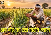 Wheat Crop Care: गेहूं की फसल में निकली बालियां, इस समय सावधानी नहीं बरती तो घट सकती है पैदावार