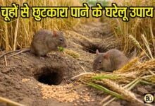 Rat Control in Wheat Crop: क्या आपके खेत में भी बढ़ रहा है चूहों का खतरा? गेहूं की फसल बचाने के जानें आसान और असरदार उपाय