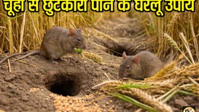 Rat Control in Wheat Crop: क्या आपके खेत में भी बढ़ रहा है चूहों का खतरा? गेहूं की फसल बचाने के जानें आसान और असरदार उपाय