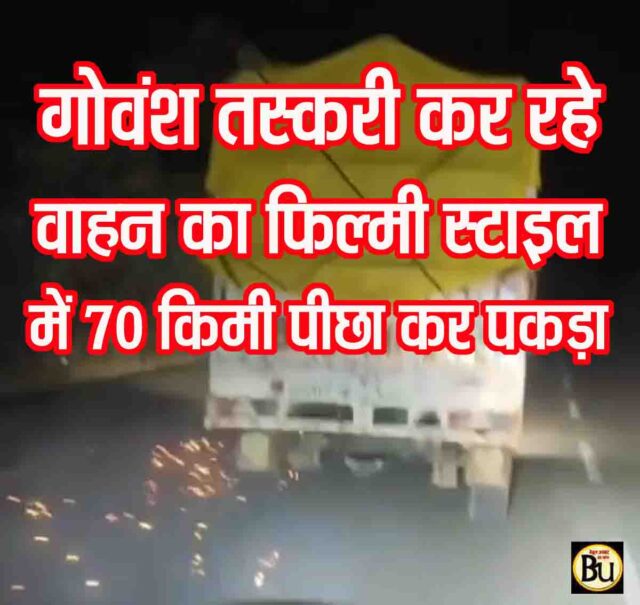 Cow Smuggling in Betul: गोवंश तस्करी कर रहे वाहन का 70 किमी तक फिल्मी स्टाइल में पीछा, बैतूल में पकड़ा 