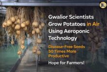 Aeroponic Potato Farming: अब हवा में उगेगा आलू! एरोपोनिक तकनीक से बदलेगी खेती, किसानों को मिलेगा 50 गुना फायदा