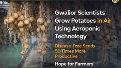 Aeroponic Potato Farming: अब हवा में उगेगा आलू! एरोपोनिक तकनीक से बदलेगी खेती, किसानों को मिलेगा 50 गुना फायदा