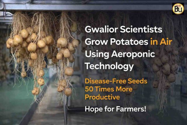Aeroponic Potato Farming: अब हवा में उगेगा आलू! एरोपोनिक तकनीक से बदलेगी खेती, किसानों को मिलेगा 50 गुना फायदा