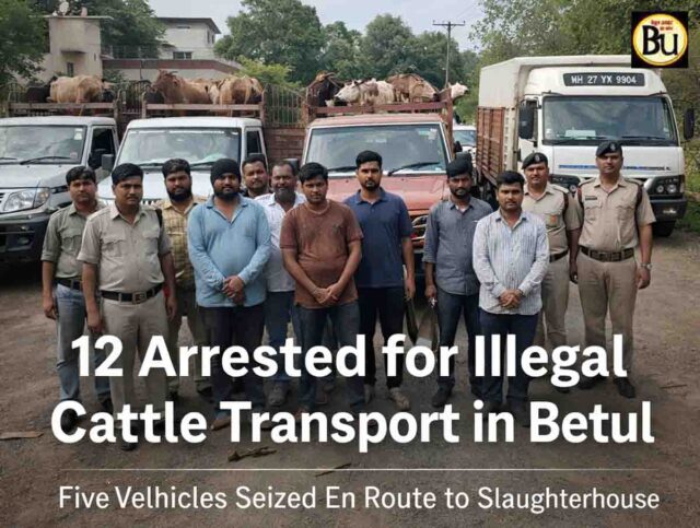Betul Cow Smuggling Case: बैतूल में गोवंश तस्करी पर पुलिस का बड़ा एक्शन, 5 वाहन जब्त, 12 आरोपी गिरफ्तार