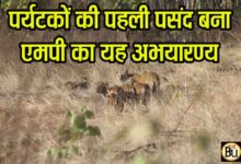 Khivni Wildlife Sanctuary MP: पर्यटकों की पहली पसंद बन रहा एमपी का खिवनी अभयारण्य, इको-टूरिज्म का नया हॉटस्पॉट