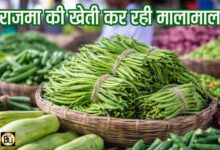 Rajma Bean Farming: कम लागत में बड़ा मुनाफा, राजमां की फली ने बदल दी किसानों की किस्मत