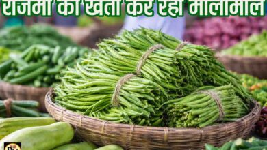 Rajma Bean Farming: कम लागत में बड़ा मुनाफा, राजमां की फली ने बदल दी किसानों की किस्मत