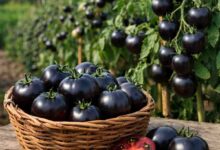 Black Tomato Farming: बैतूल के किसान का अनोखा प्रयोग, खेत में उगा डाला काला टमाटर, कीमत सुनकर उड़ जाएंगे होश