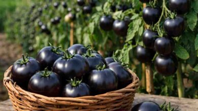 Black Tomato Farming: बैतूल के किसान का अनोखा प्रयोग, खेत में उगा डाला काला टमाटर, कीमत सुनकर उड़ जाएंगे होश